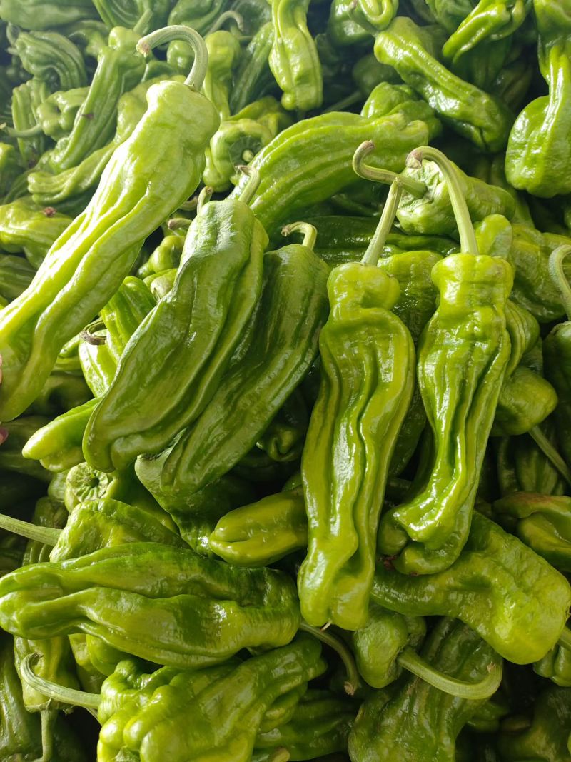 山东青椒苏椒5号大量现货，大量上市中要货提前订质量保证可