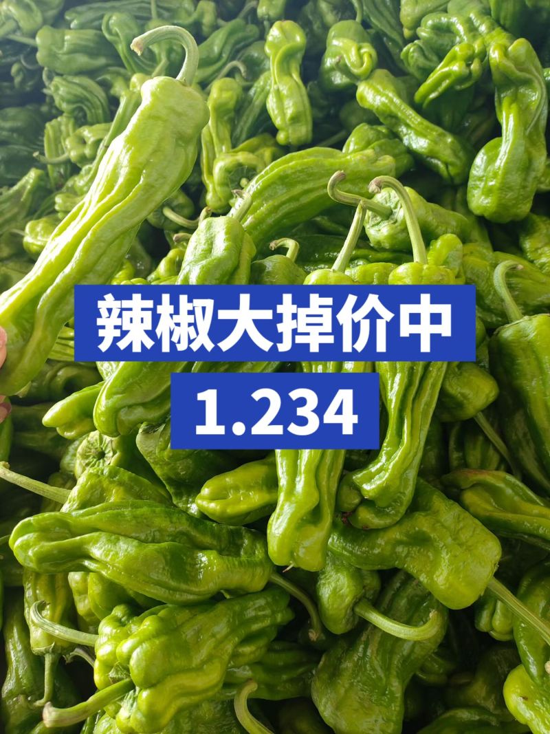 山东青椒苏椒5号大量现货，大量上市中要货提前订质量保证可