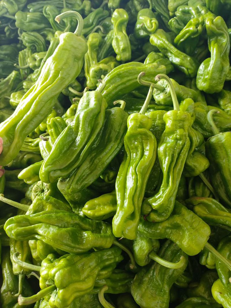 山东青椒苏椒5号大量现货，大量上市中要货提前订质量保证可