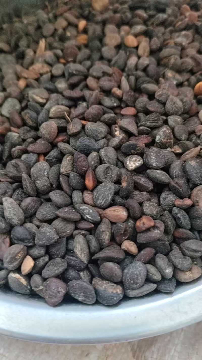 新采厚朴种子精选优质厚朴树种子产地一手货源