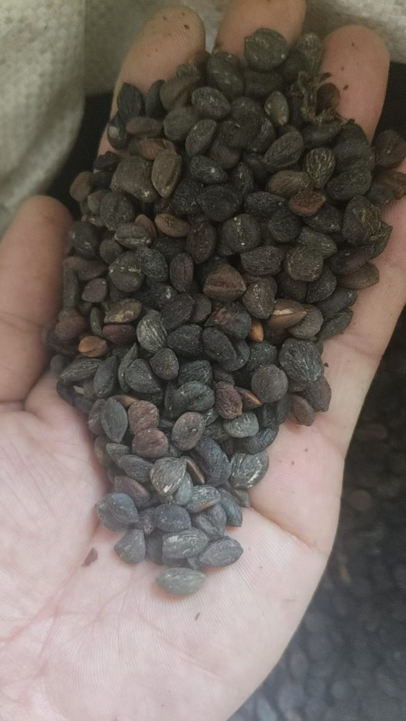 新采厚朴种子精选优质厚朴树种子产地一手货源