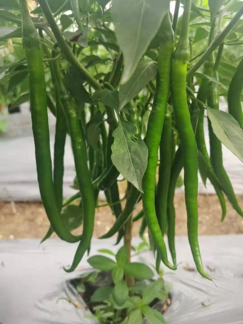 广西精品线椒大量上市基地一手货源