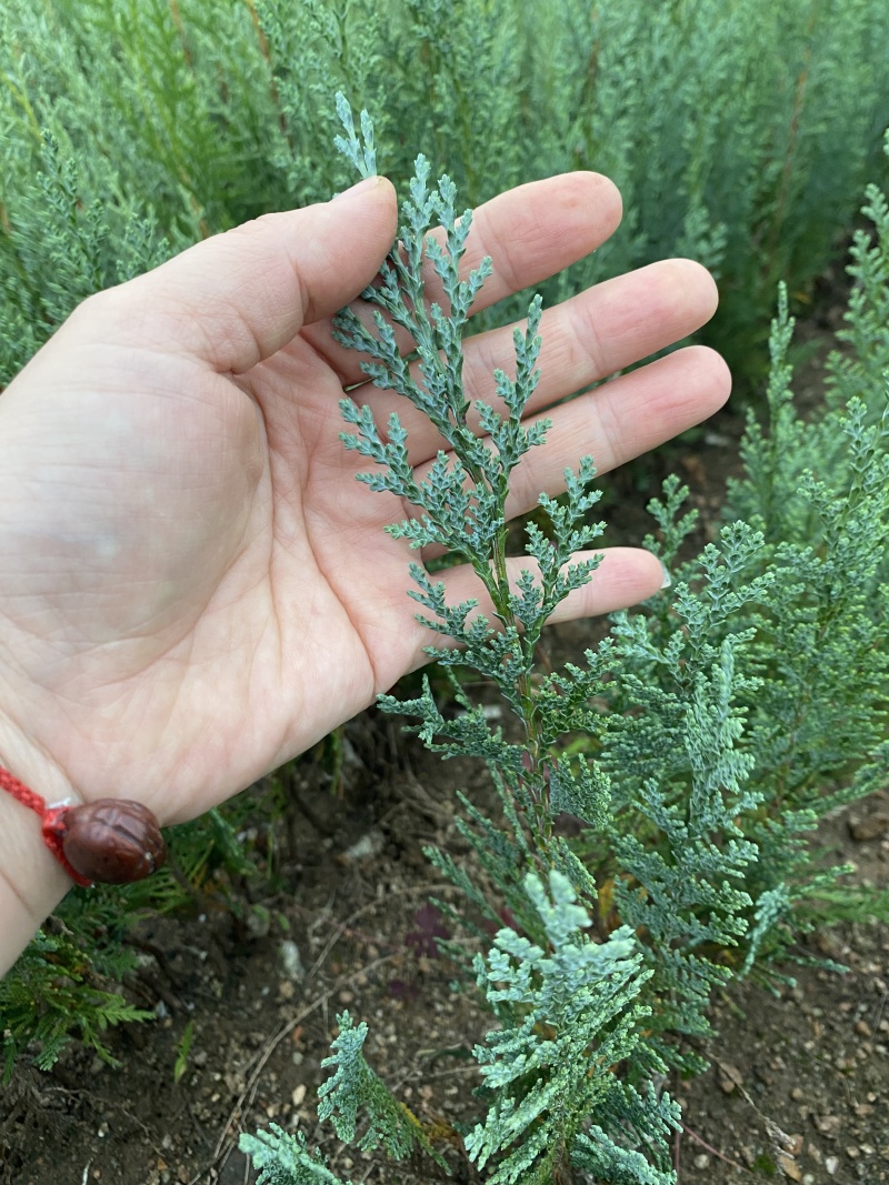 北美扁柏小苗，范佩而蓝小苗，蓝色系