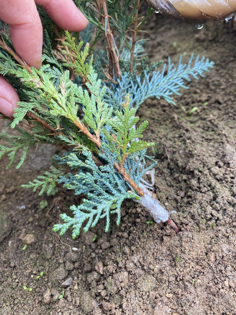 北美扁柏小苗，范佩而蓝小苗，蓝色系