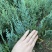 北美扁柏小苗，范佩而蓝小苗，蓝色系