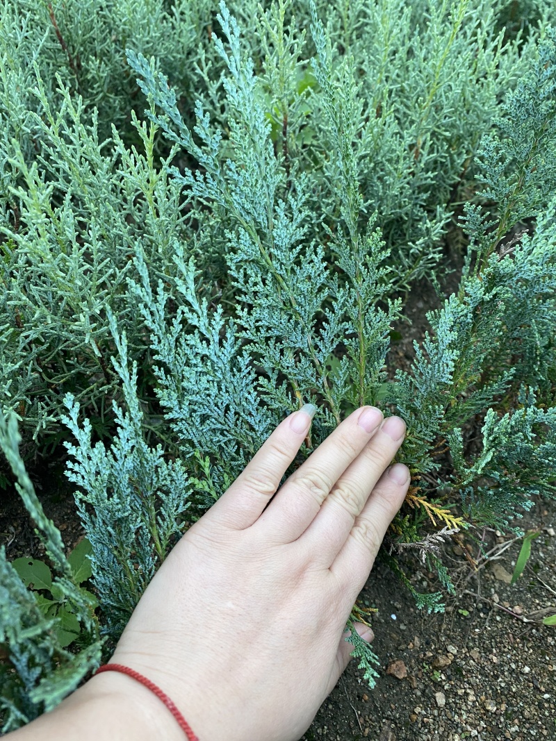 北美扁柏小苗，范佩而蓝小苗，蓝色系