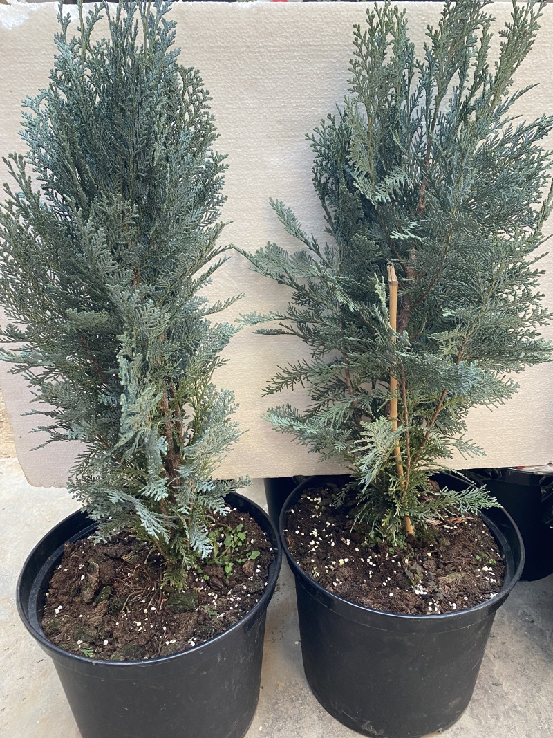北美扁柏小苗，范佩而蓝小苗，蓝色系
