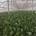 【热卖】精品菠菜货源充足量大从优质量保证新鲜采摘