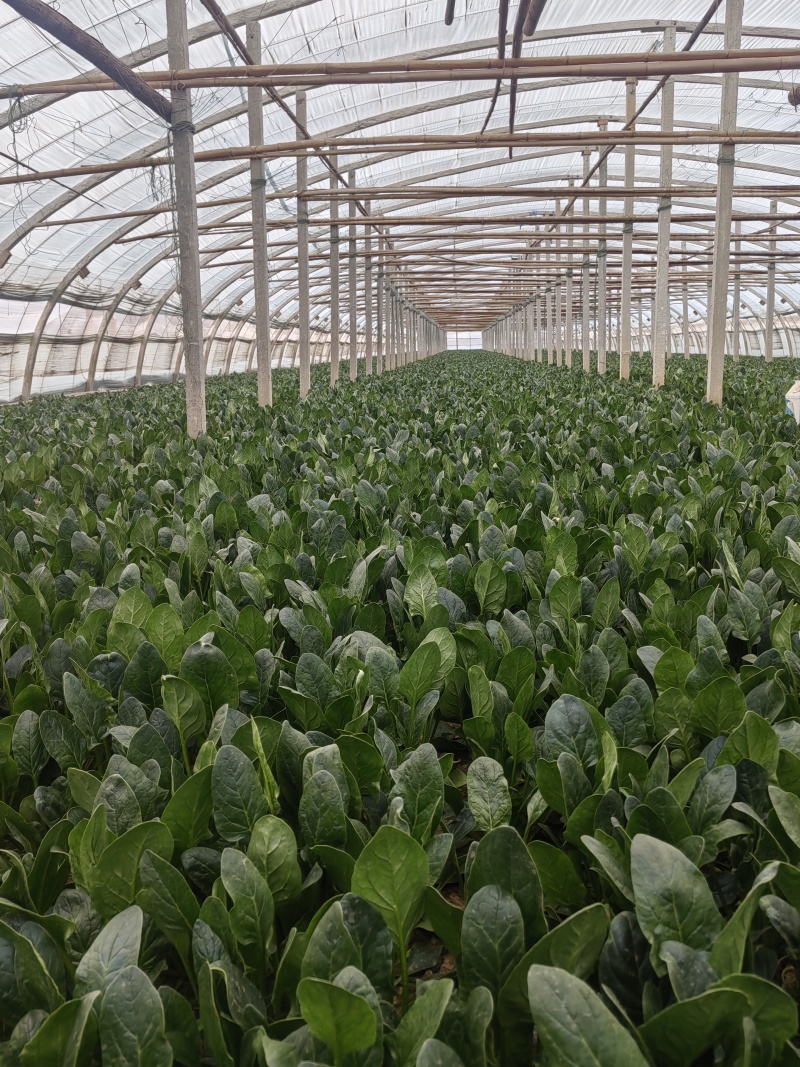 【热卖】精品菠菜货源充足量大从优质量保证新鲜采摘