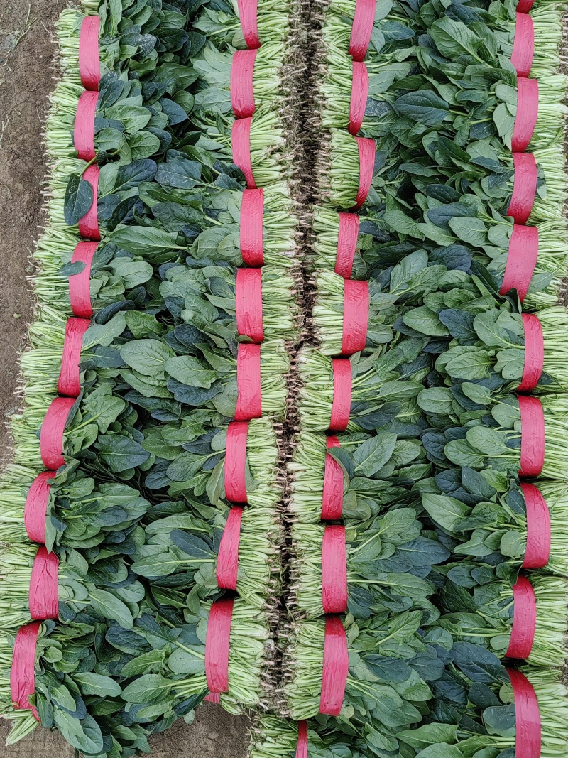 【热卖】精品菠菜货源充足量大从优质量保证新鲜采摘