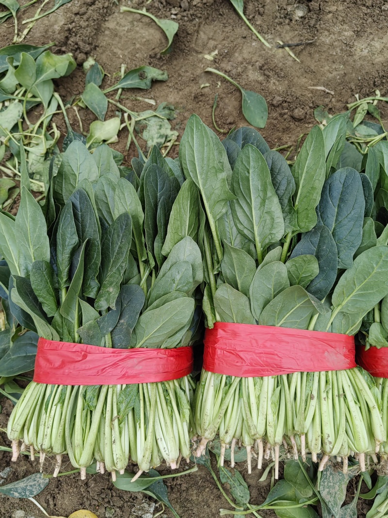 【热卖】精品菠菜货源充足量大从优质量保证新鲜采摘