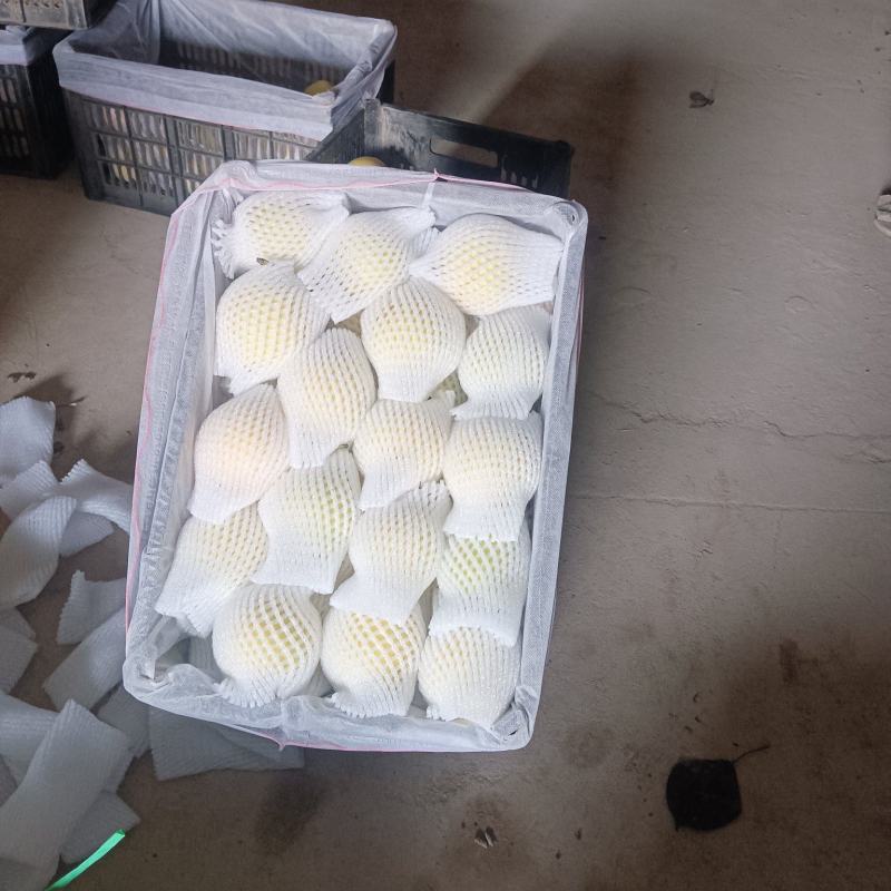景泰精品皇冠梨，口感香甜，皮溥肉厚，光泽亮丽，属优质产品
