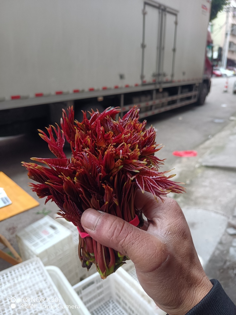 香椿芽，大竹香椿芽。红油香椿，露天生长。