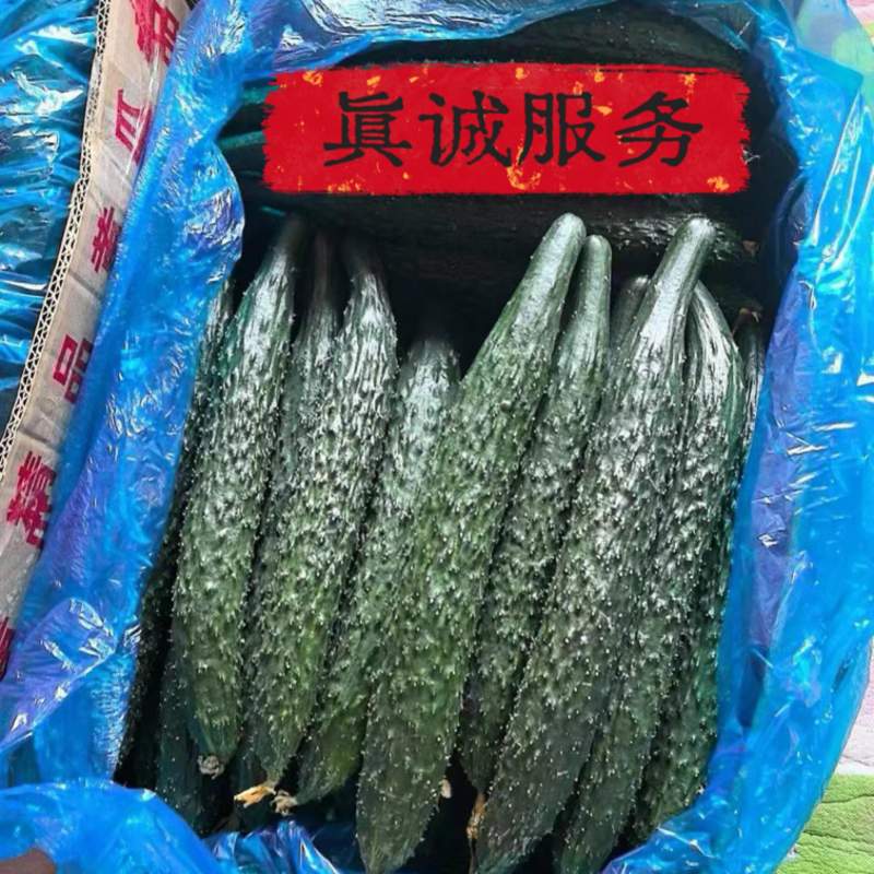夏邑密刺黄瓜，河南黄瓜，大量供应电商市场