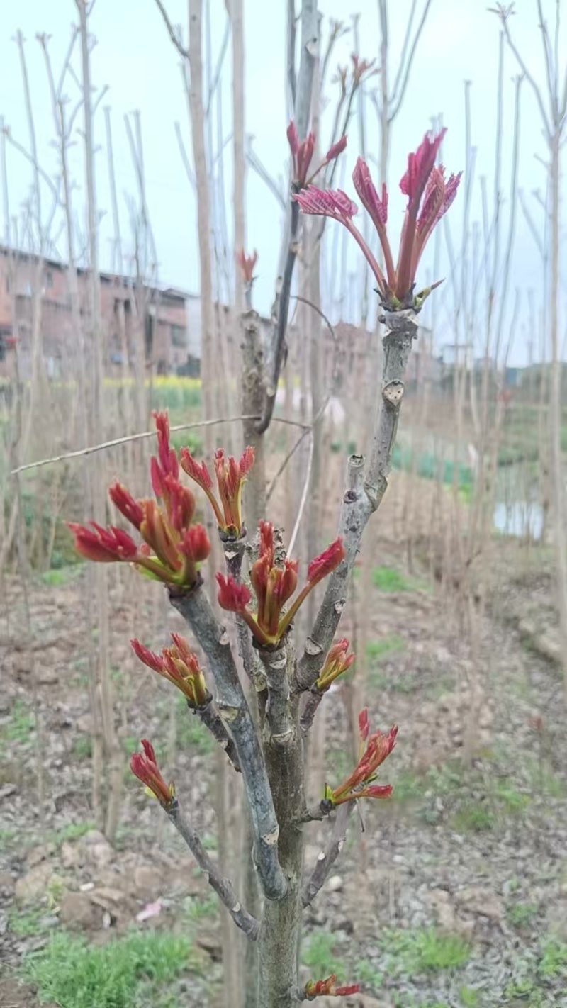 香椿芽，大竹香椿芽。红油香椿，露天生长。