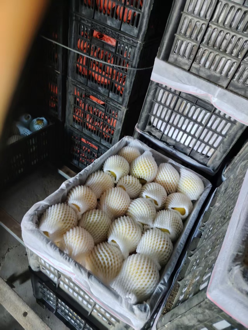 景泰精品皇冠梨，口感香甜，皮溥肉厚，光泽亮丽，属优质产品