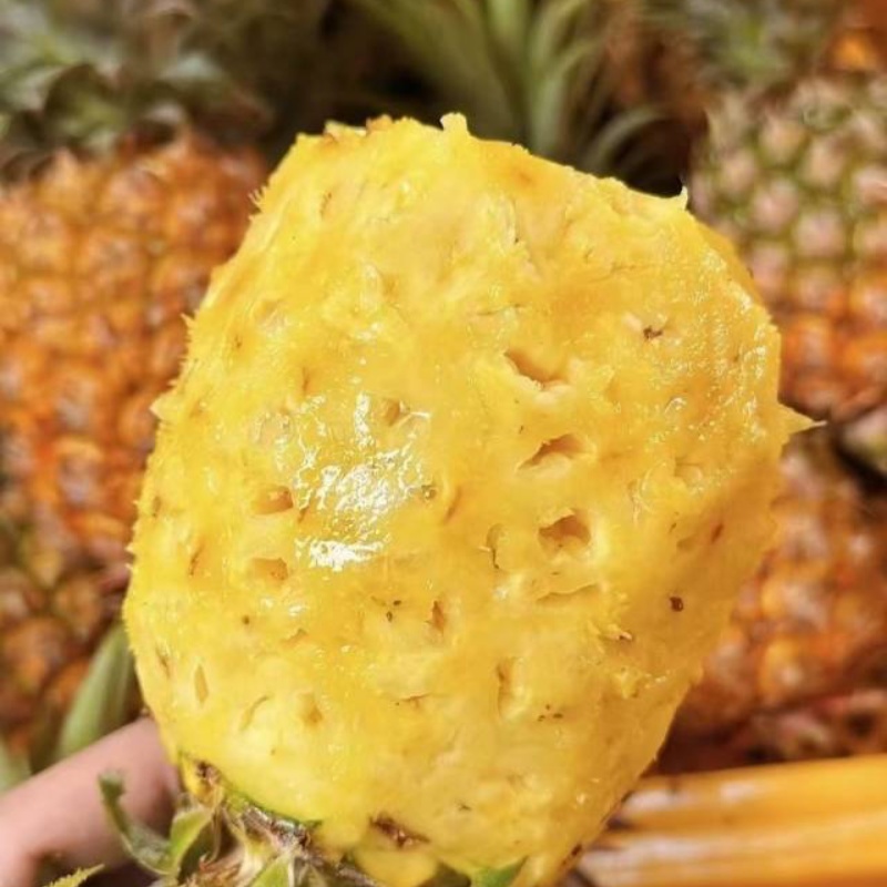 海南金钻凤梨自然熟，大量上市