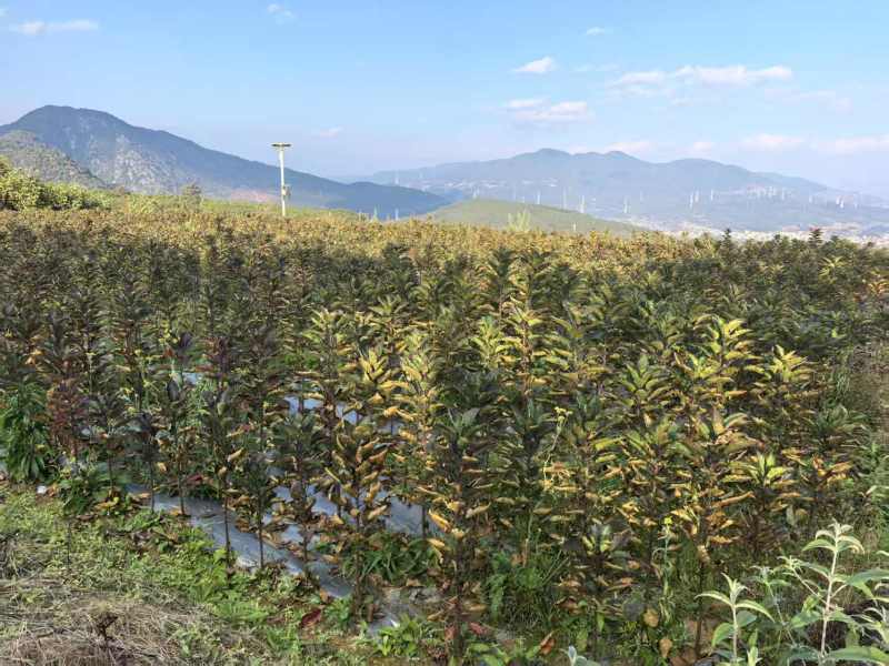 【推荐】咸恒青砧种苗：无支架无病毒矮化苹果实生苗