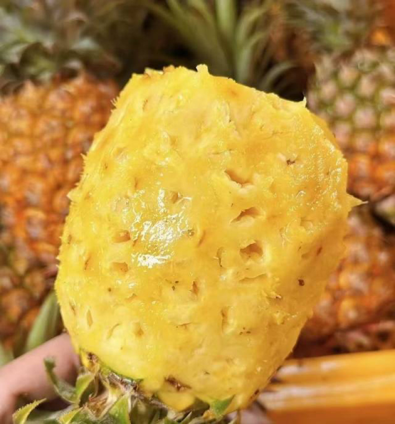 海南金钻凤梨自然熟，大量上市
