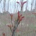 香椿芽，红油6号香椿芽