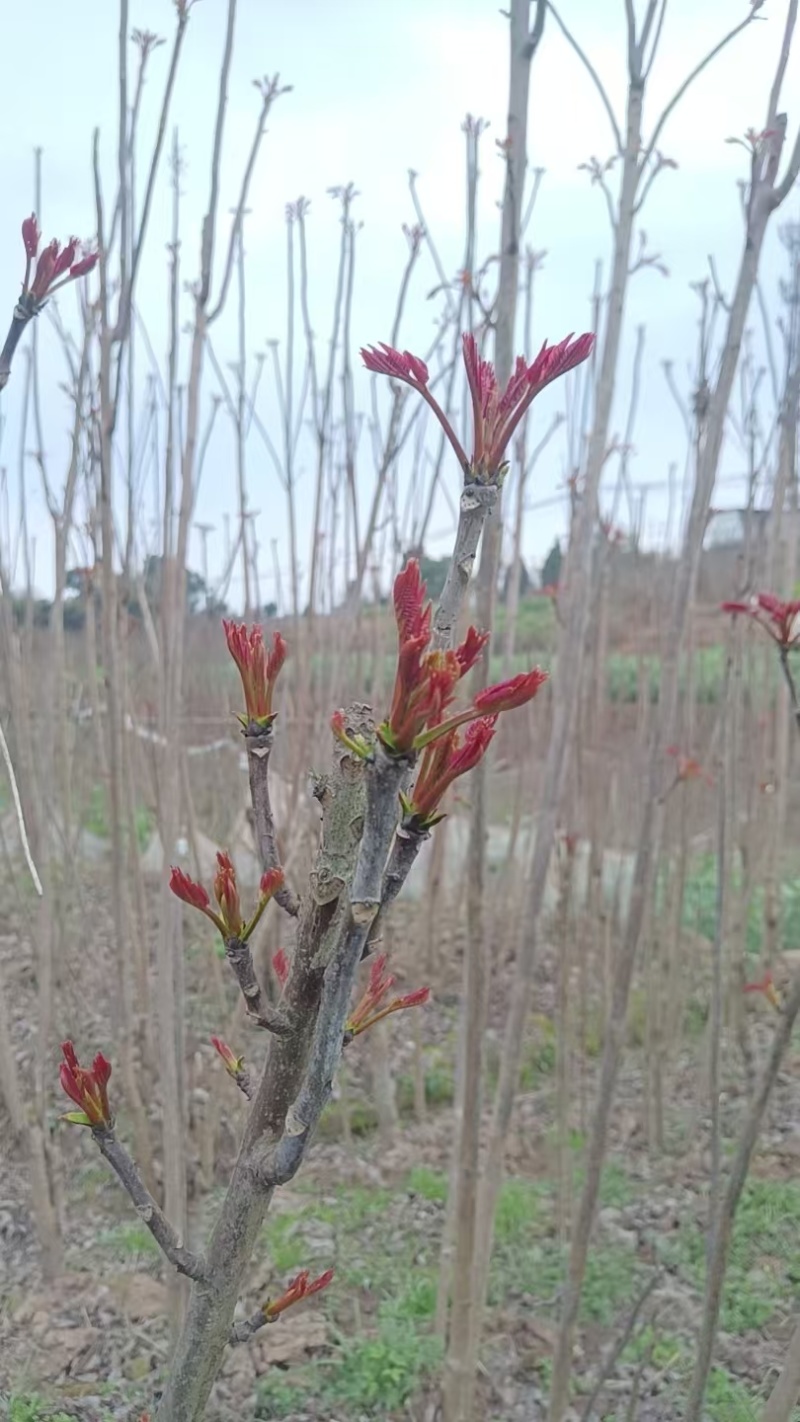 香椿芽，红油6号香椿芽