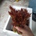 香椿芽，红油6号香椿芽