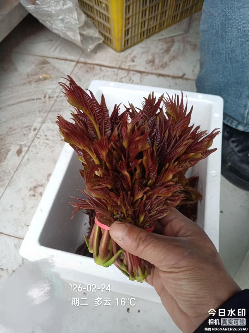 香椿芽，红油6号香椿芽