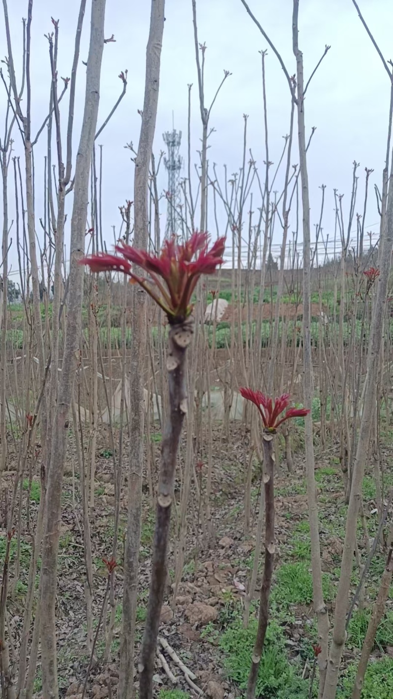 香椿芽，红油6号香椿芽