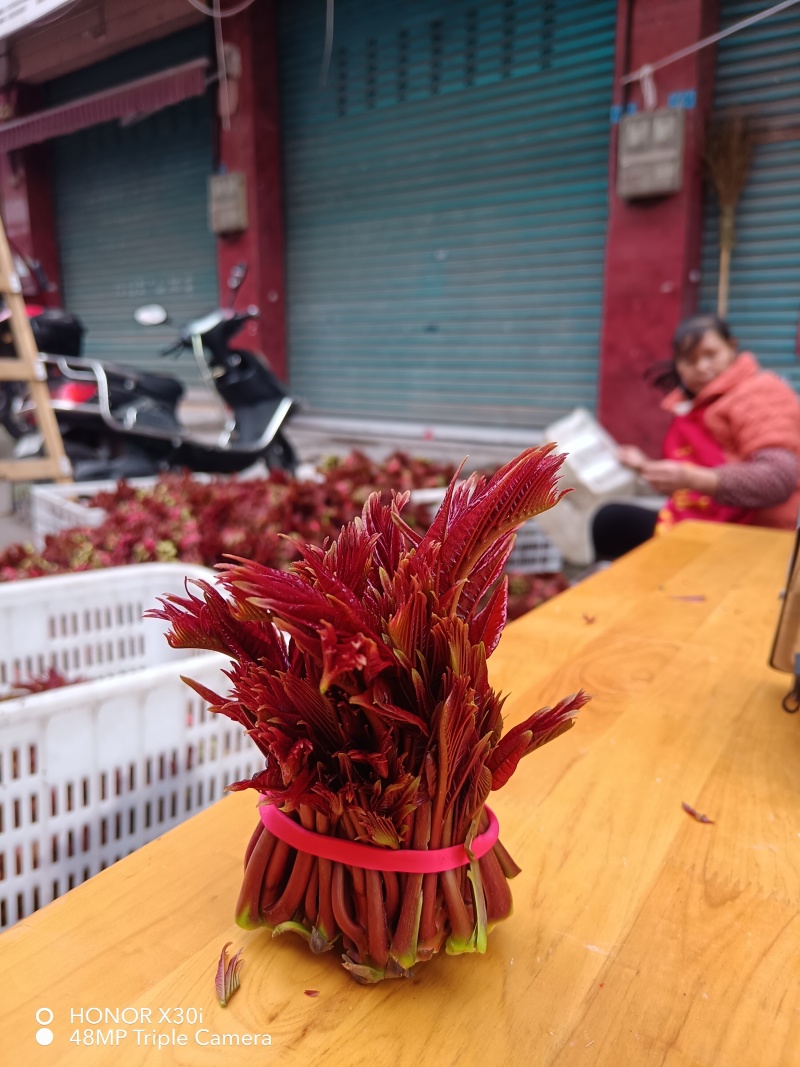 香椿芽，红油6号香椿芽