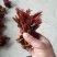 香椿芽，红油6号香椿芽