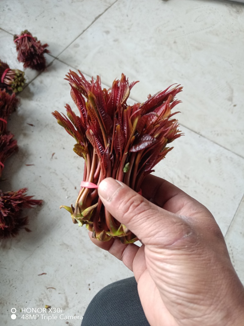 香椿芽，红油6号香椿芽