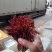 香椿芽，红油6号香椿芽