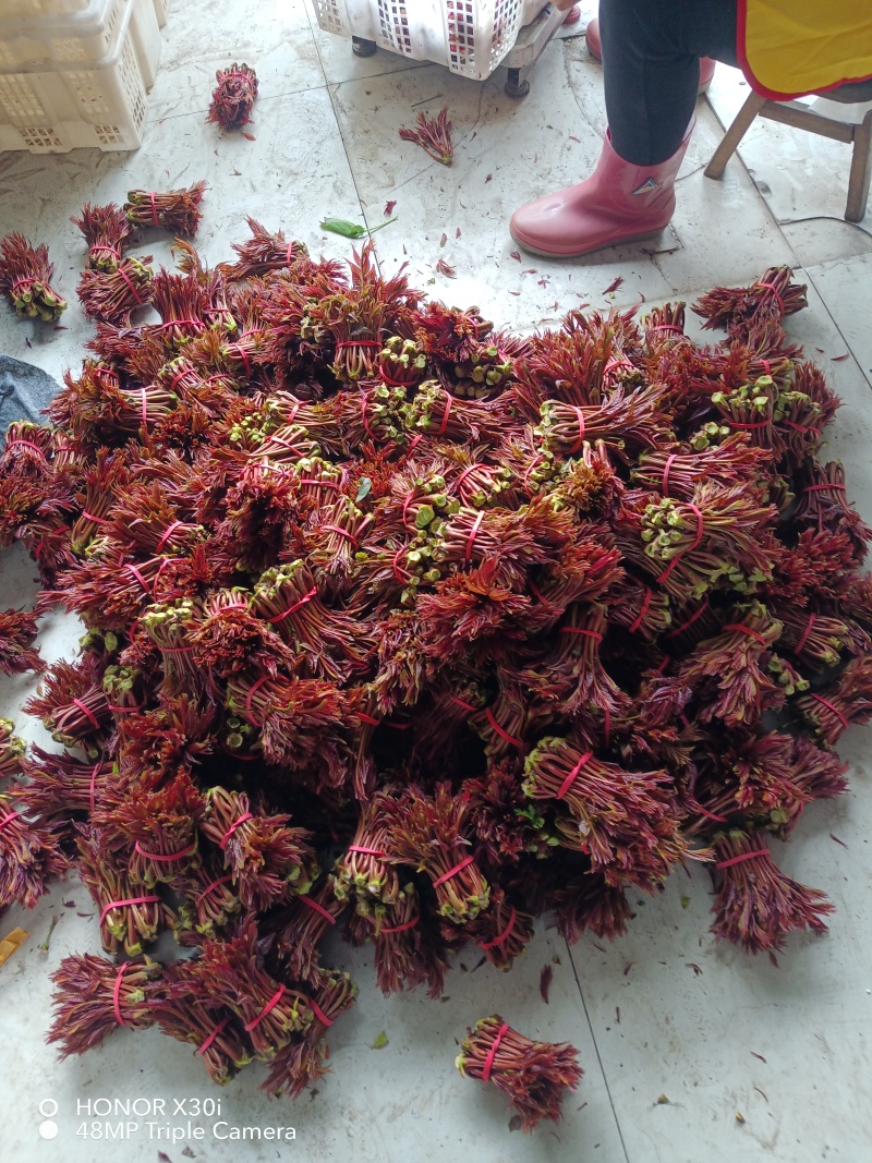 香椿芽，红油6号香椿芽