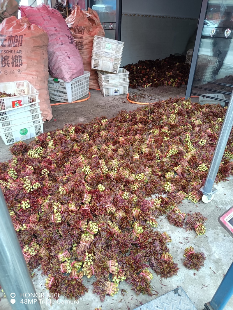 香椿芽，红油6号香椿芽