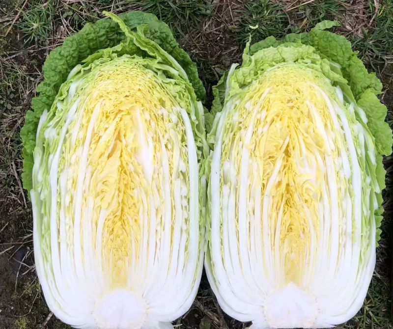 湖北荆门沙洋县精品黄心白菜产地发货一手货源批发品质保证