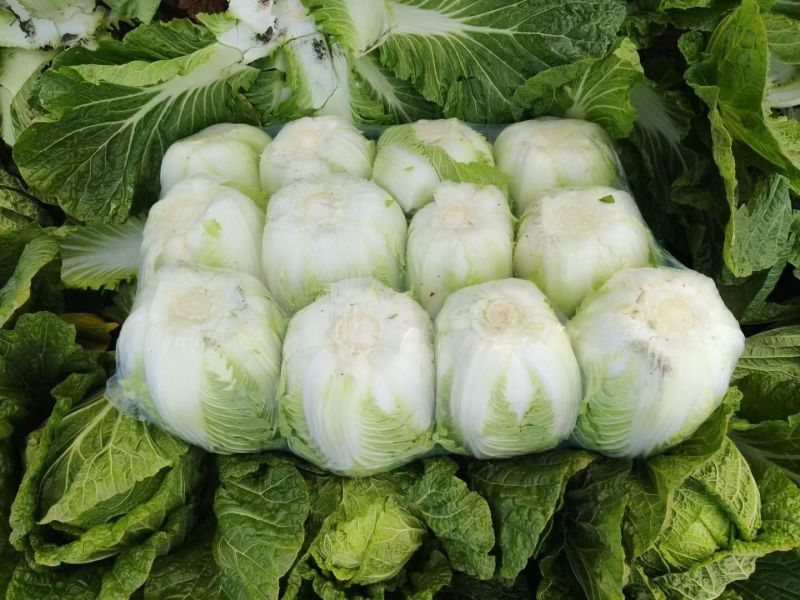 湖北荆门沙洋县精品黄心白菜产地发货一手货源批发品质保证