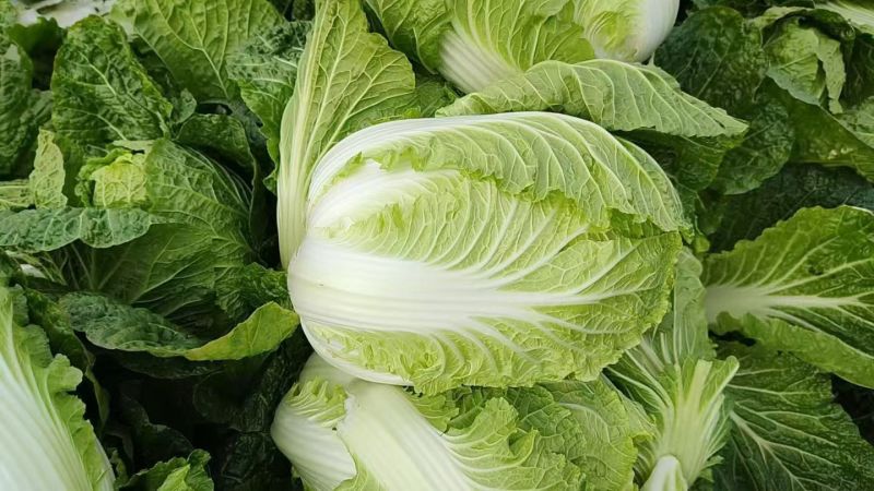 湖北荆门沙洋县精品黄心白菜产地发货一手货源批发品质保证