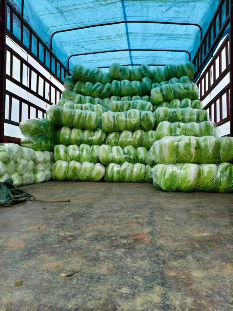 湖北荆门沙洋县精品黄心白菜产地发货一手货源批发品质保证