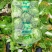 湖北荆门沙洋县精品黄心白菜产地发货一手货源批发品质保证