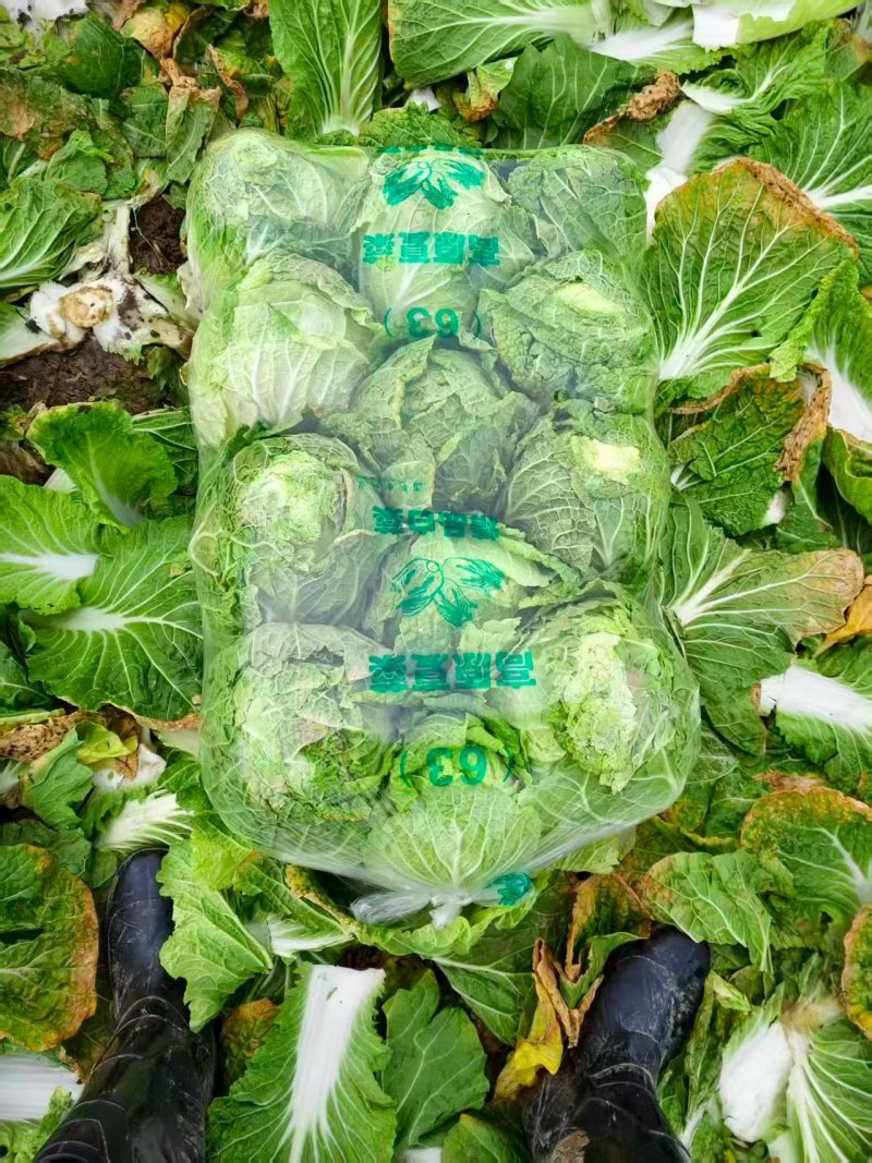 湖北荆门沙洋县精品黄心白菜产地发货一手货源批发品质保证