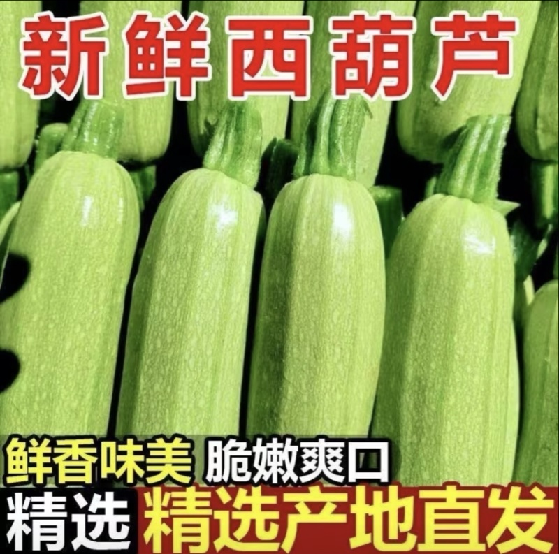 山东绿皮西葫芦大量供应中对接市场档口商超一条龙服务欢迎来