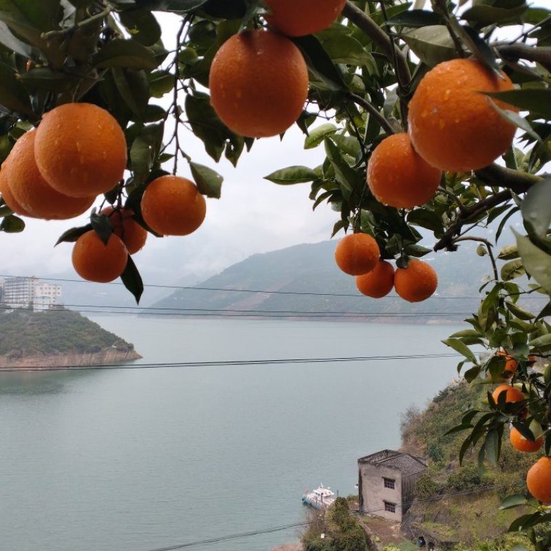 夏橙