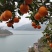 夏橙