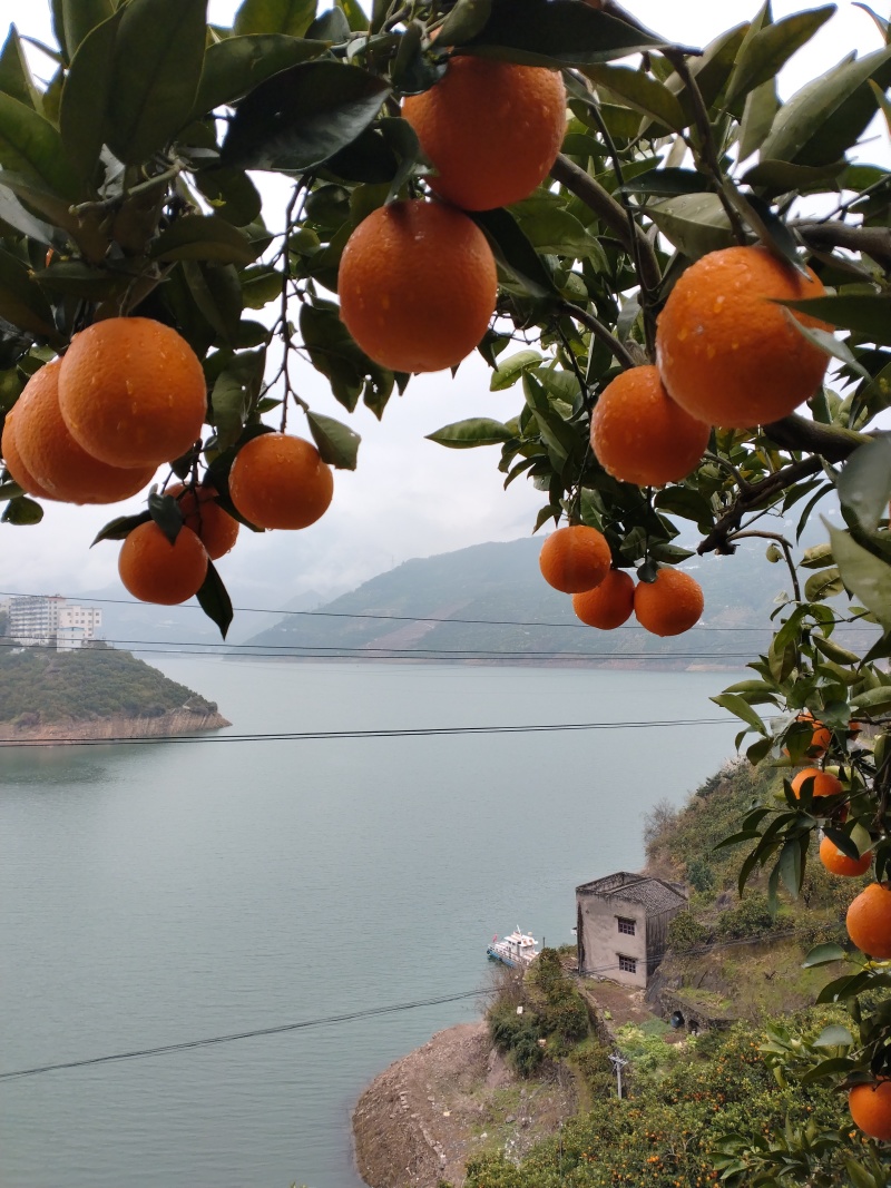 夏橙