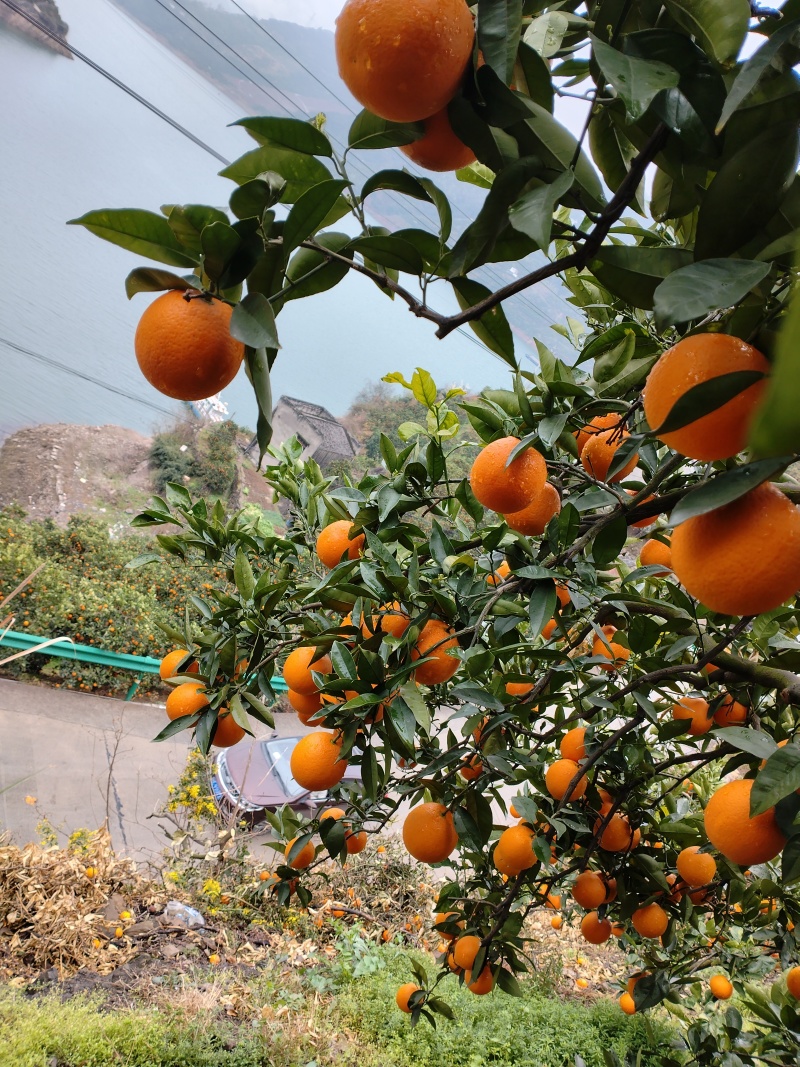 夏橙