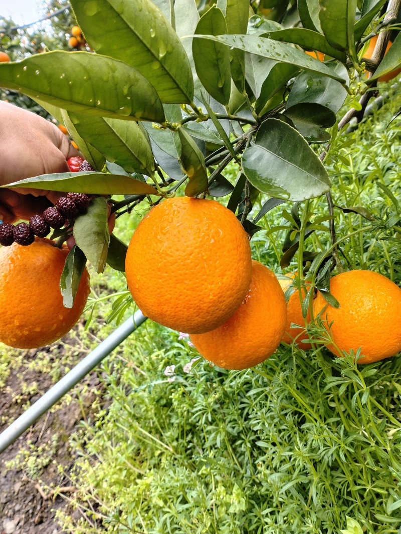 夏橙