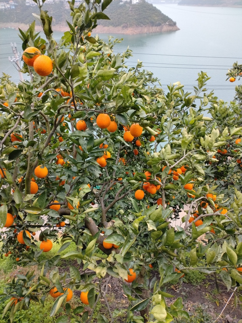夏橙