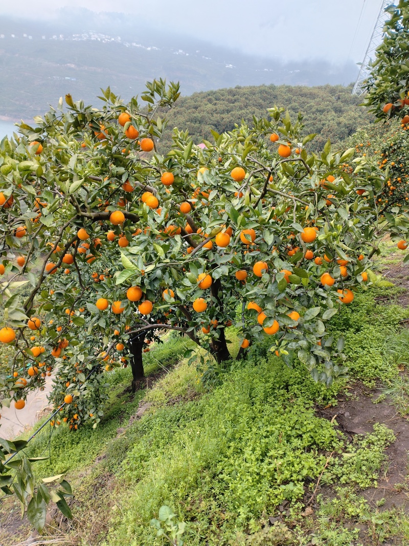 夏橙