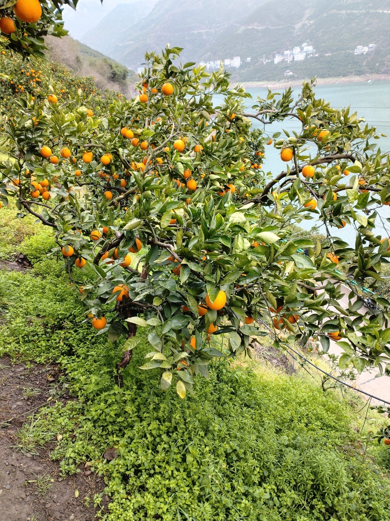 夏橙