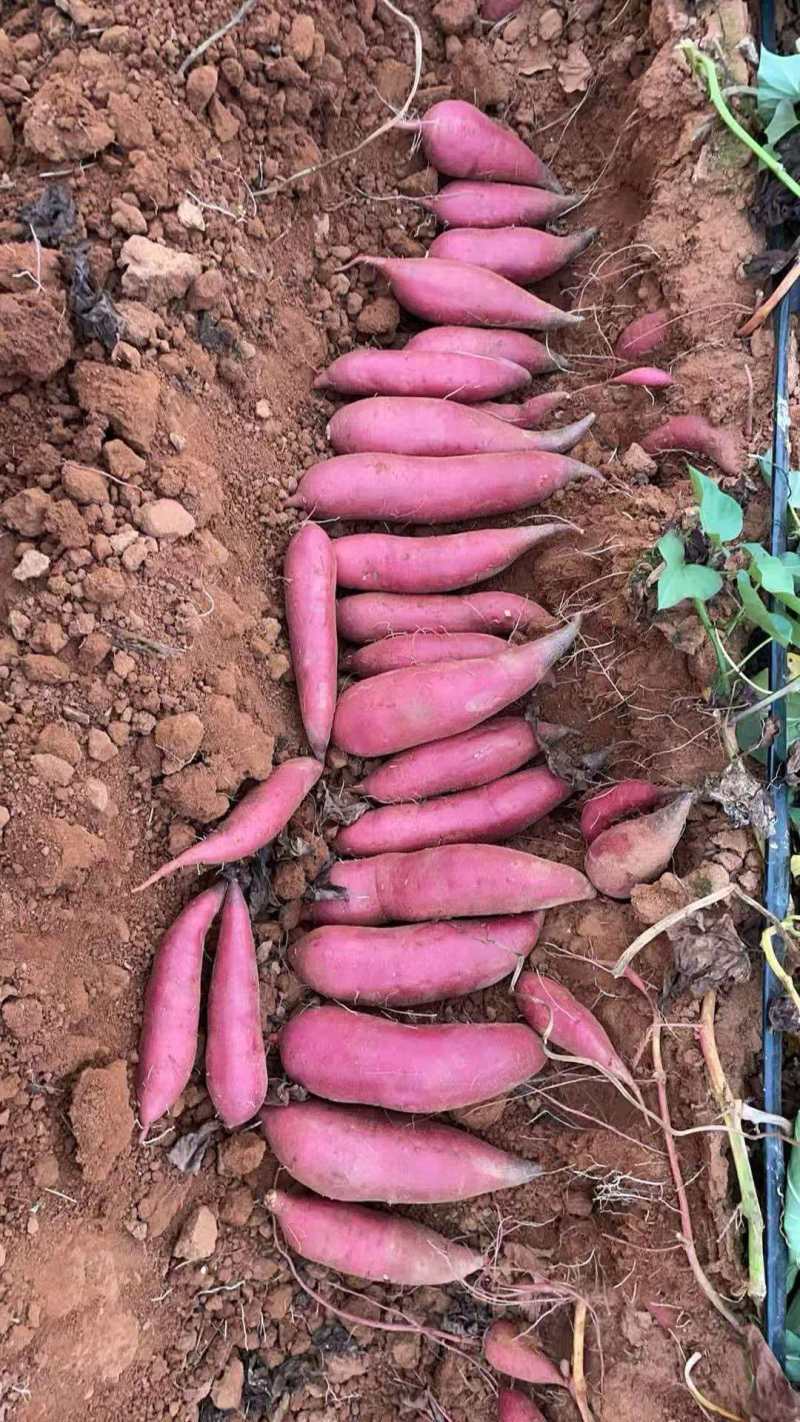 广东湛江遂溪县西瓜红红薯产地发货一手货源批发品质保证